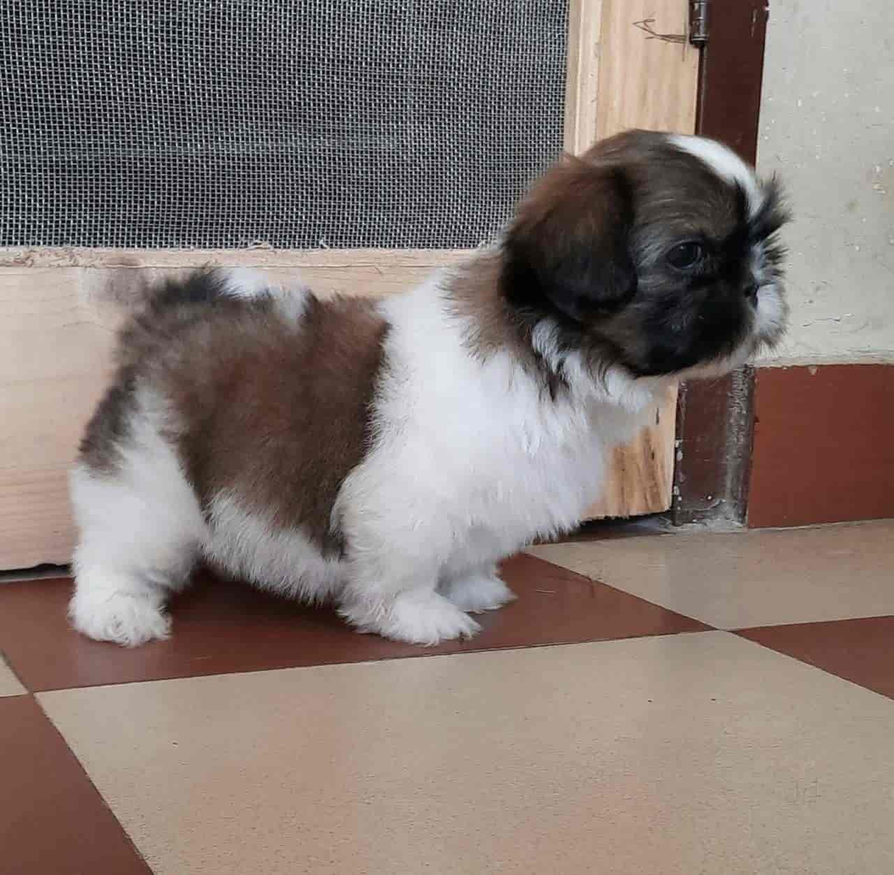 Top Pet Grooming Services in Gorakhpur Best Pet Spa near me Justdial