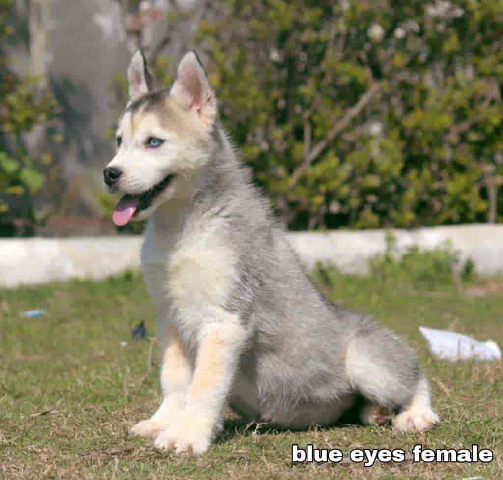 Top Pet Grooming Services in Gorakhpur Best Pet Spa near me Justdial