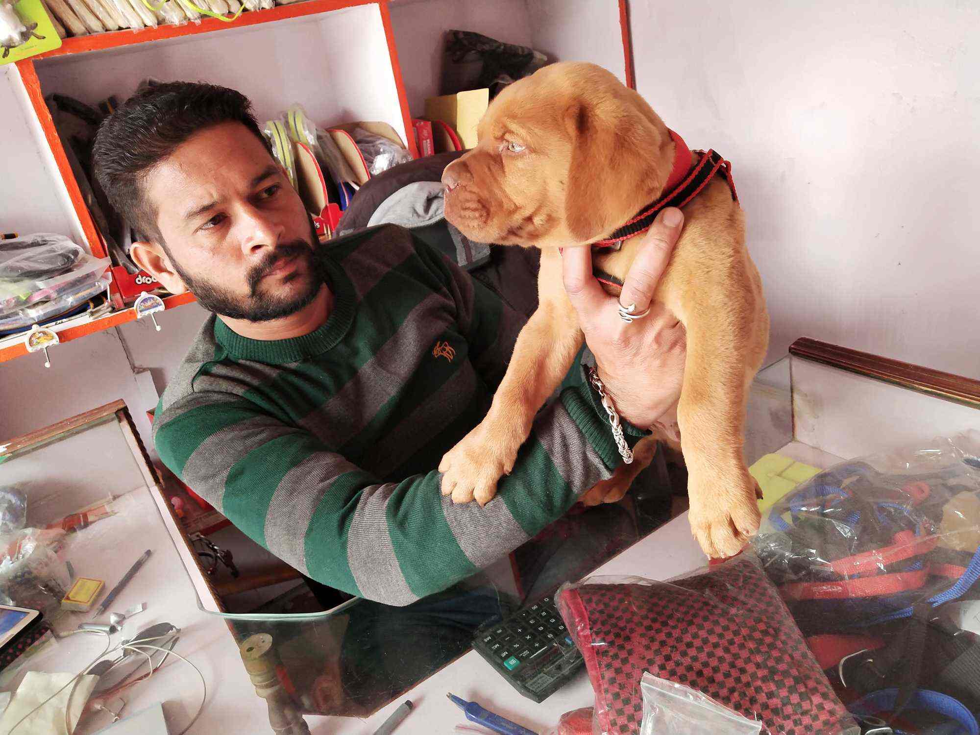 Exotic Pet World Gita Vatika Pet Shops For Dog In Gorakhpur Justdial