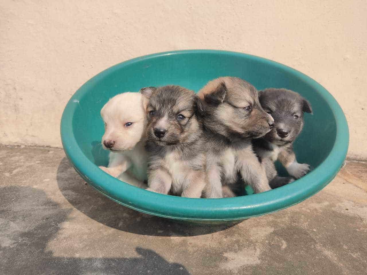 Top Pet Shops in Gorakhpur Best Pet Store near me Justdial