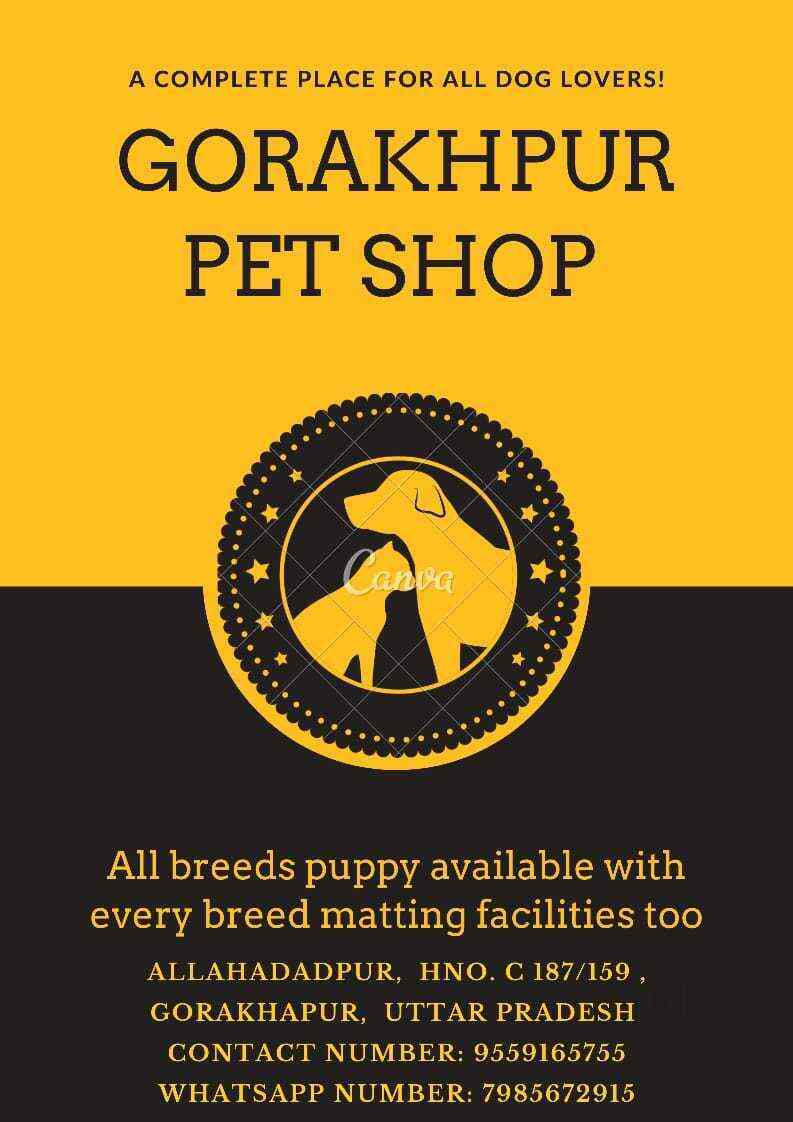 Top Pet Shops in Gorakhpur Best Pet Store near me Justdial