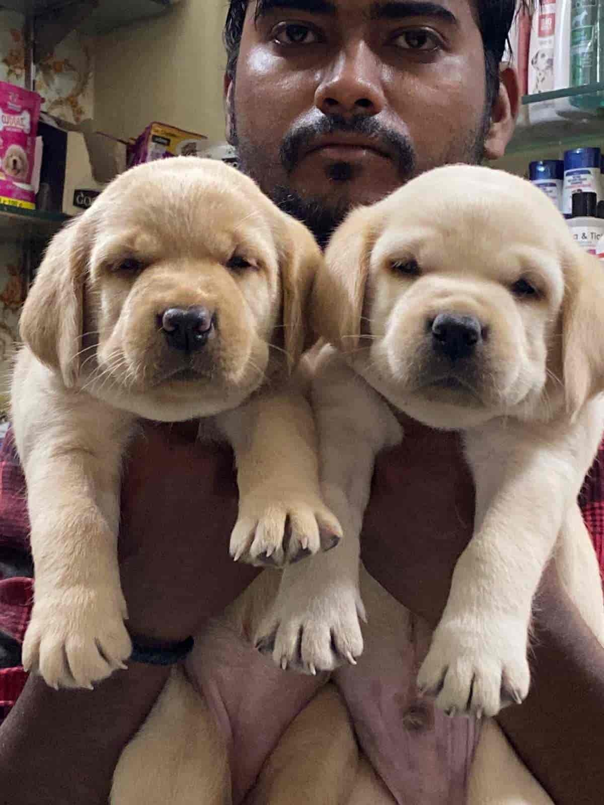 Top Pet Shops in Gorakhpur Best Pet Store near me Justdial