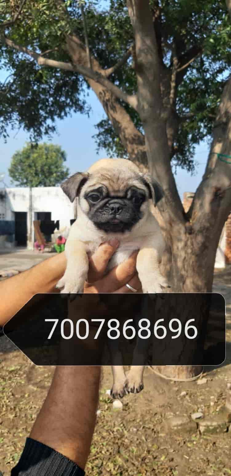 Royal Kennel in Railway Station,Gorakhpur Best Pet Shops in Gorakhpur