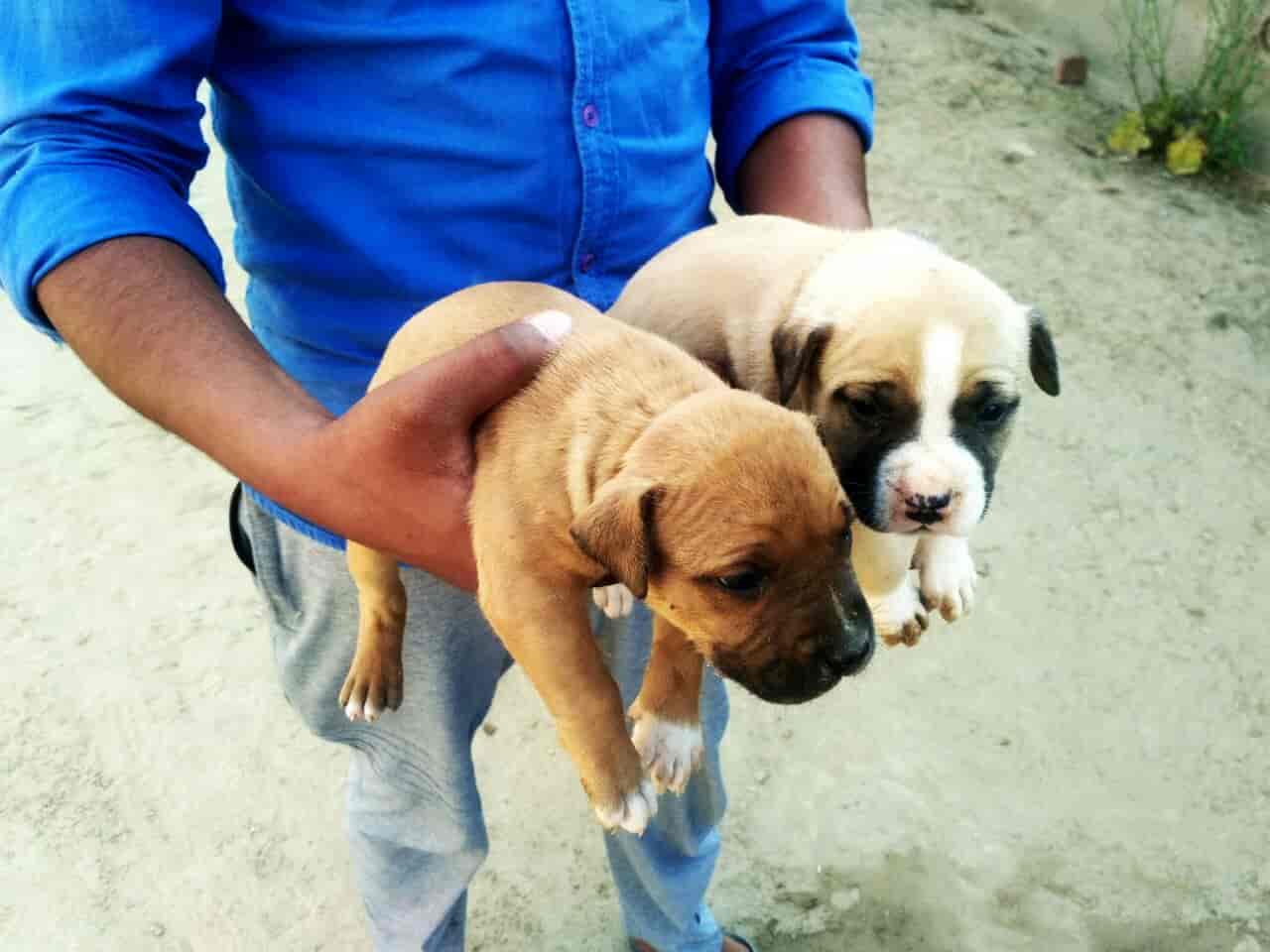 Top Pet Shops in Gorakhpur Best Pet Store near me Justdial