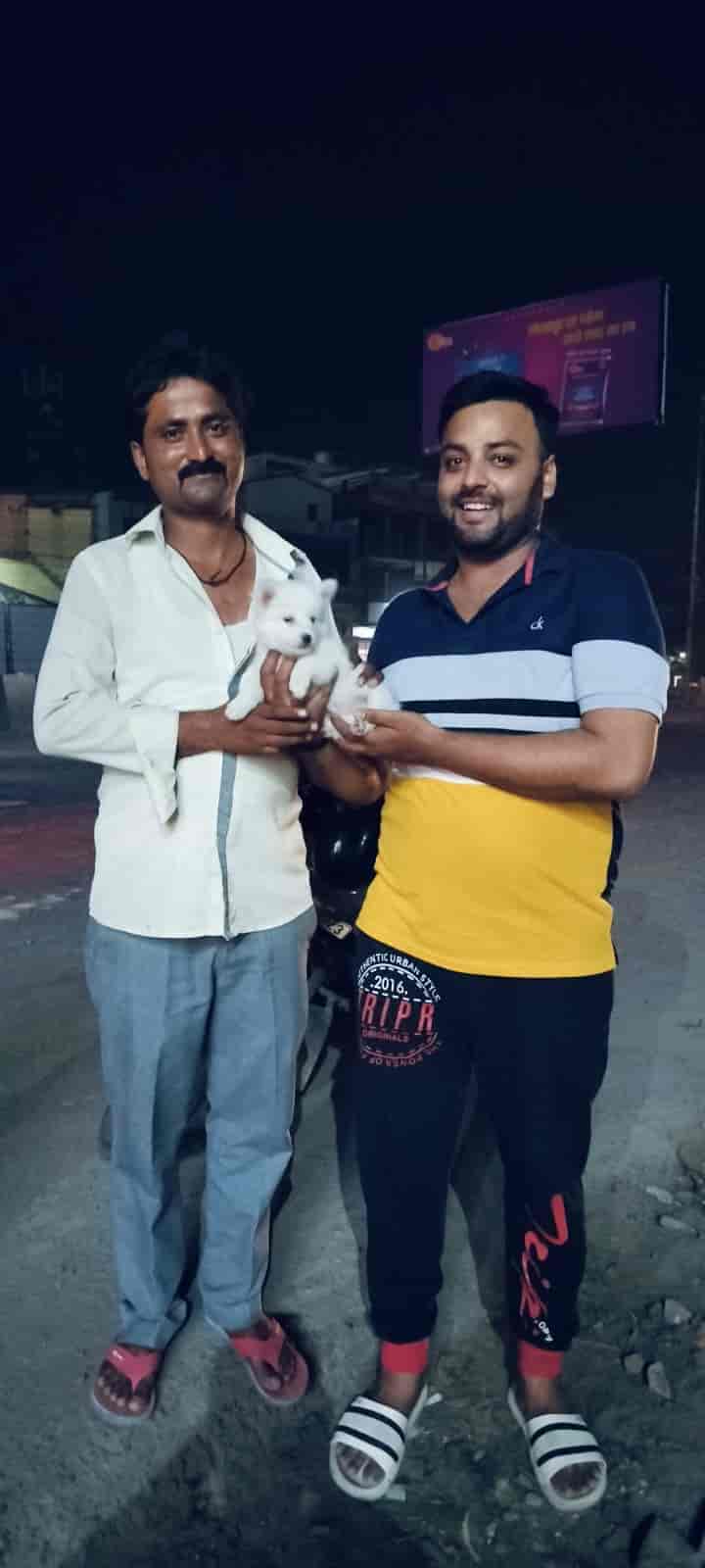 Top Pet Shops in Gorakhpur Best Pet Store near me Justdial