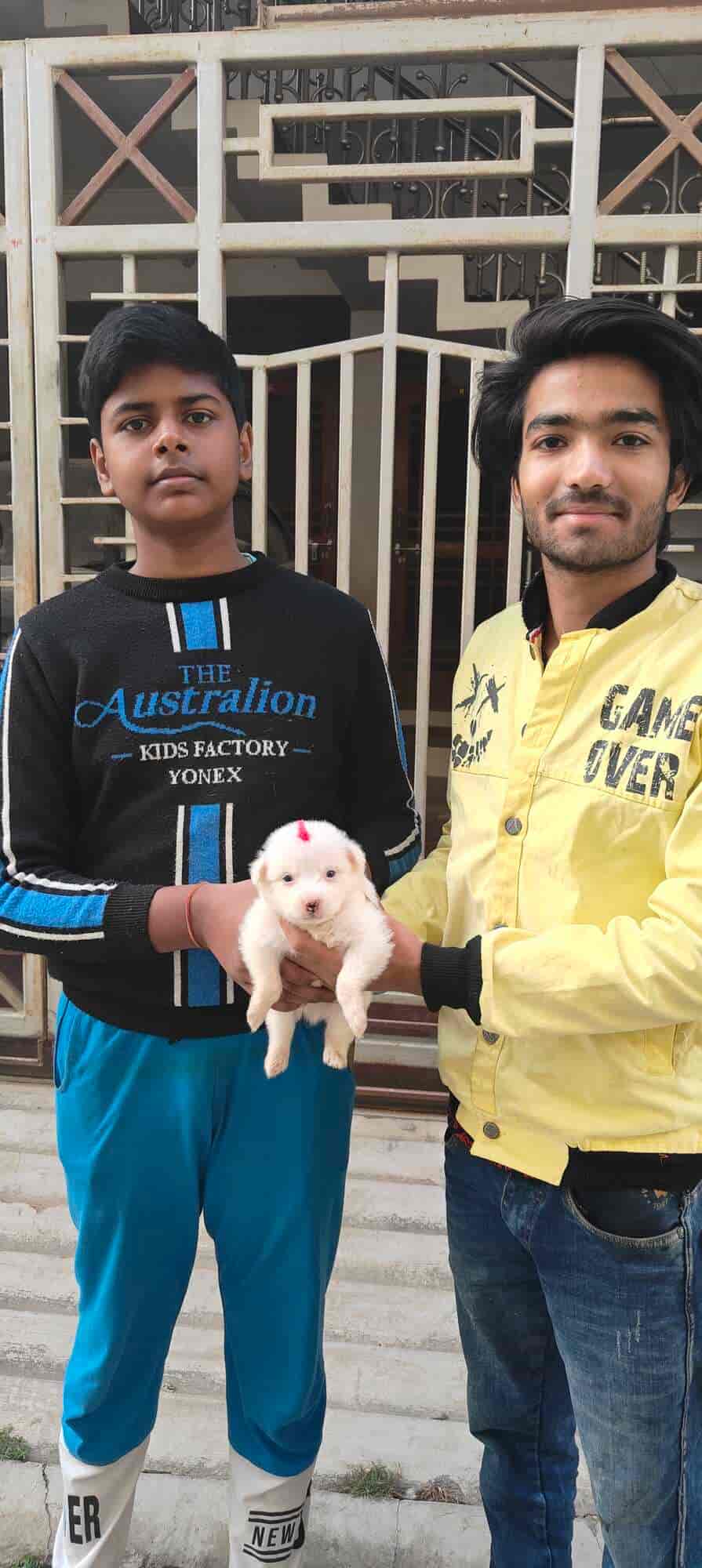 Top Pet Shops in Gorakhpur Best Pet Store near me Justdial