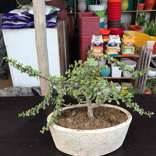 Top Plant Nurseries in Beta 1Greater Noida,Delhi Best Government