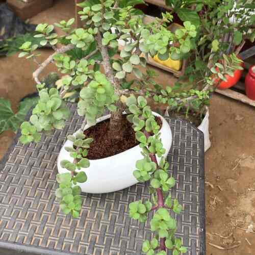 Top Plant Nurseries in Beta 1Greater Noida,Delhi Best Government