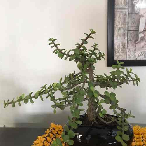 Top Plant Nurseries in Beta 1Greater Noida,Delhi Best Government