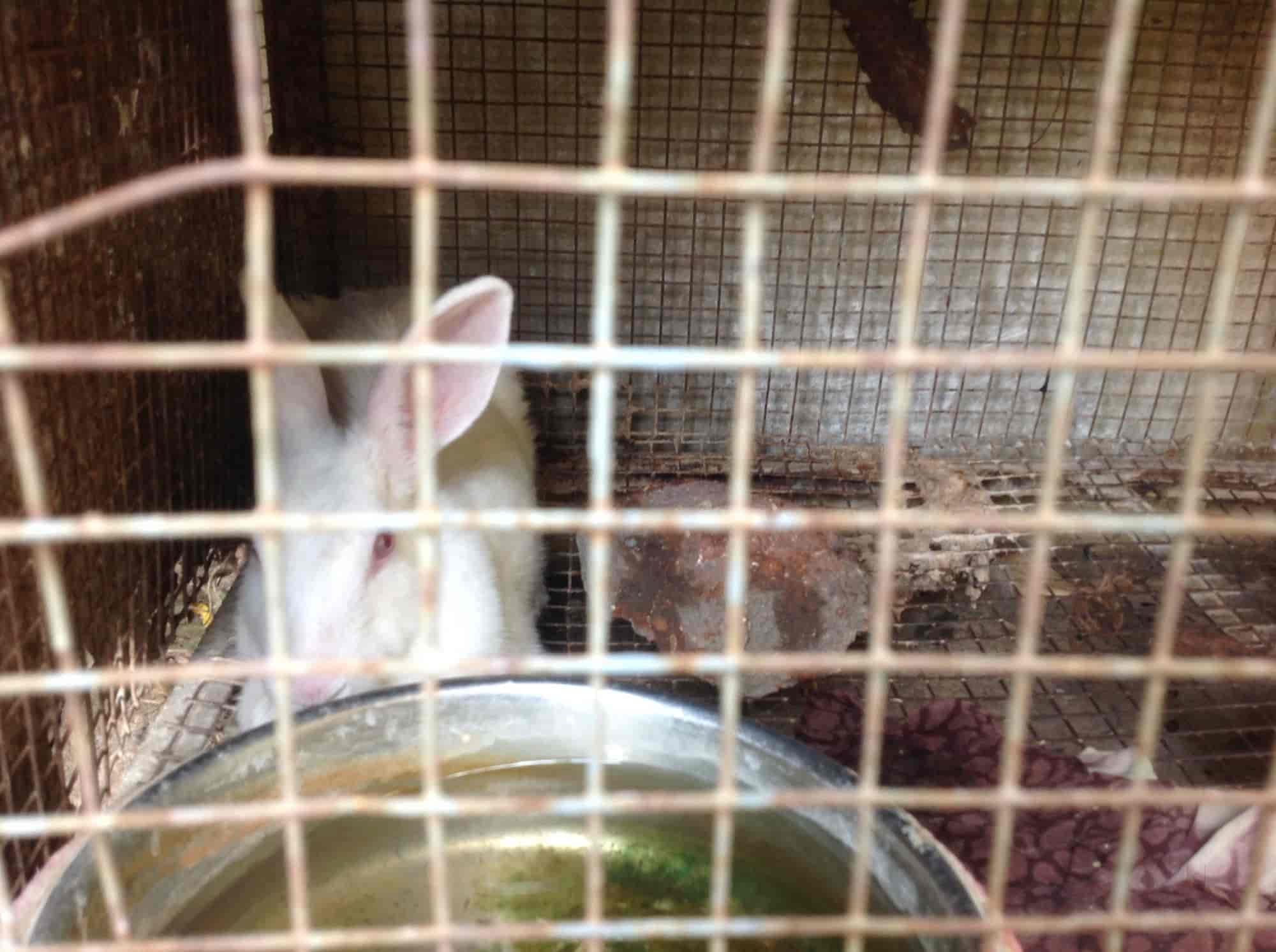 Pet shop store rabbit near me