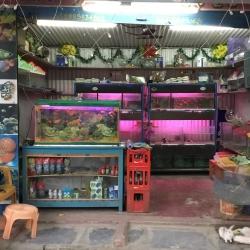 Nearest tropical hotsell fish shop