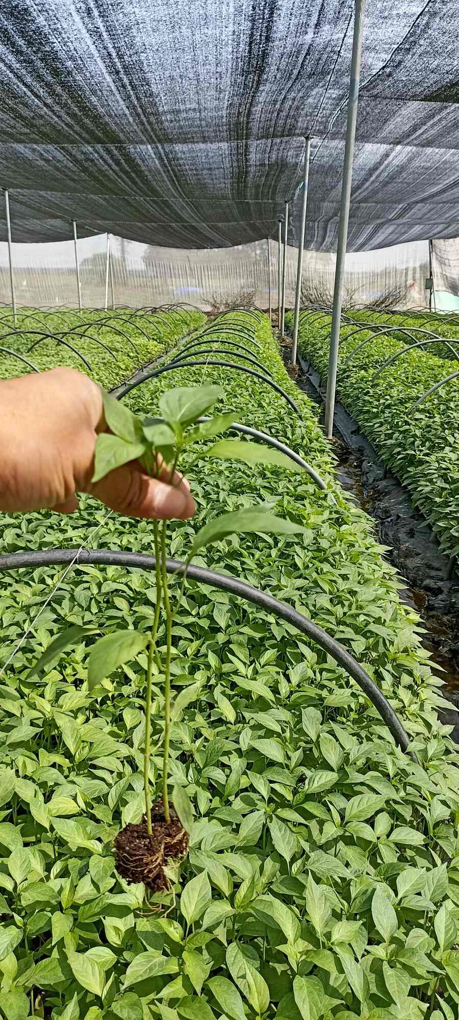 Top Plant Nurseries in Rajupalem,Guntur Best Government Plant Nurseries near me Justdial