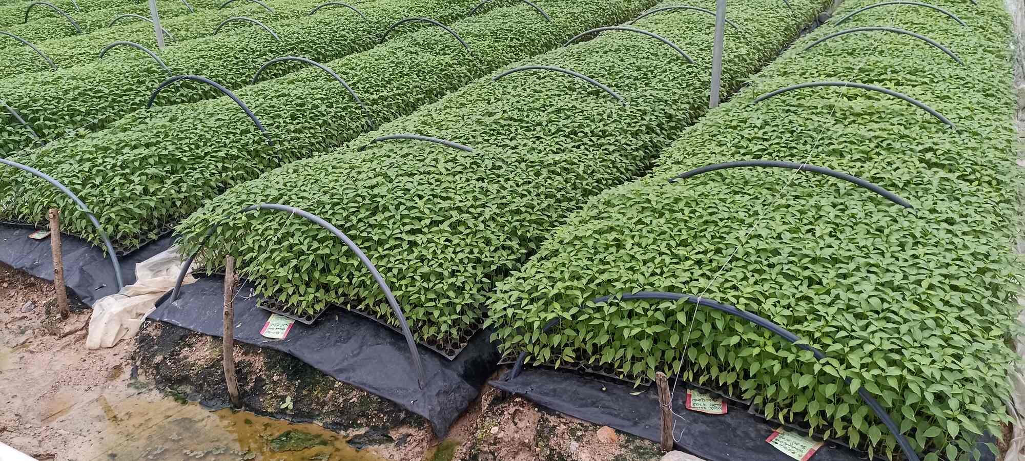 Top Plant Nurseries in Rajupalem,Guntur Best Government Plant Nurseries near me Justdial