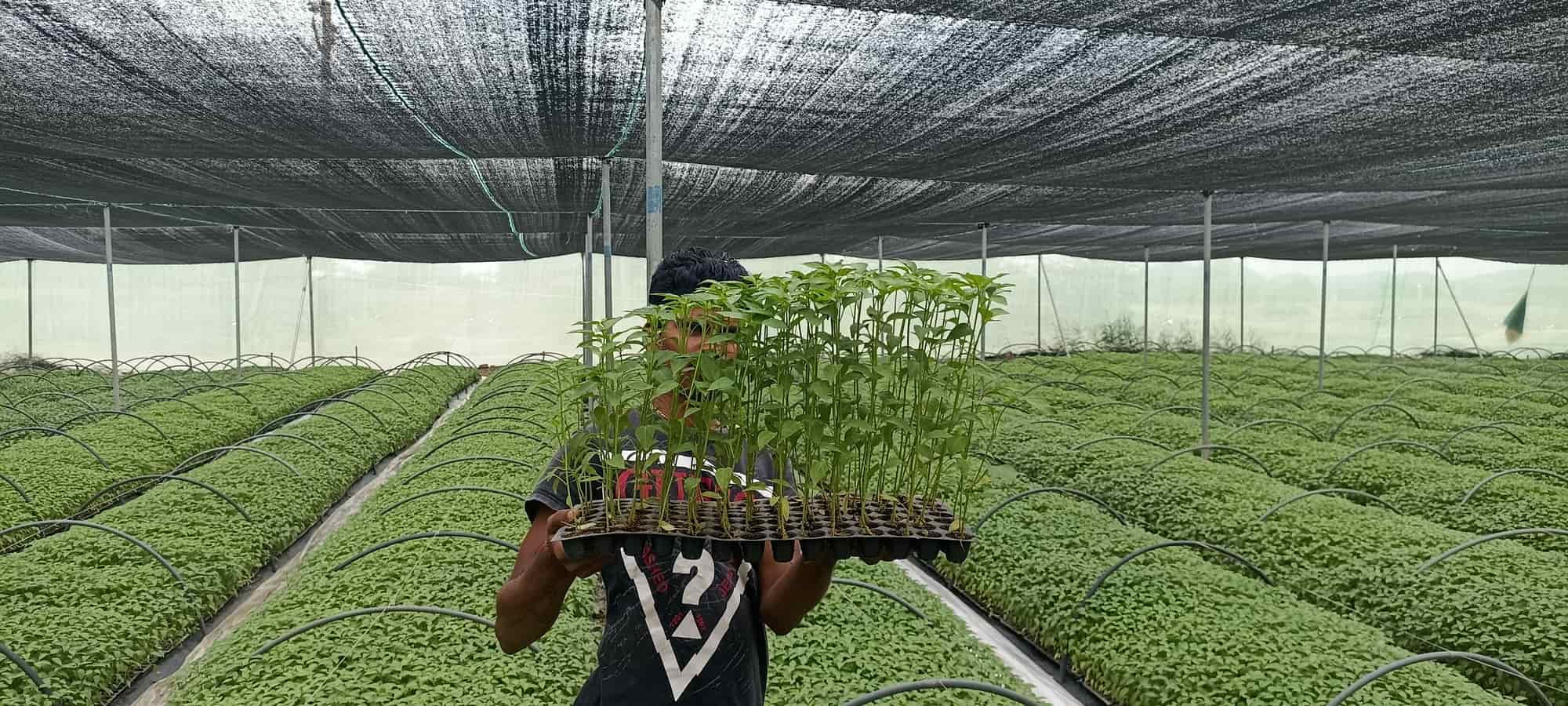 Top Plant Nurseries in Rajupalem,Guntur Best Government Plant Nurseries near me Justdial