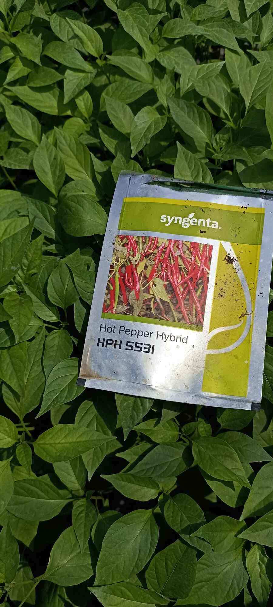 Top Plant Nurseries in Rajupalem,Guntur Best Government Plant Nurseries near me Justdial