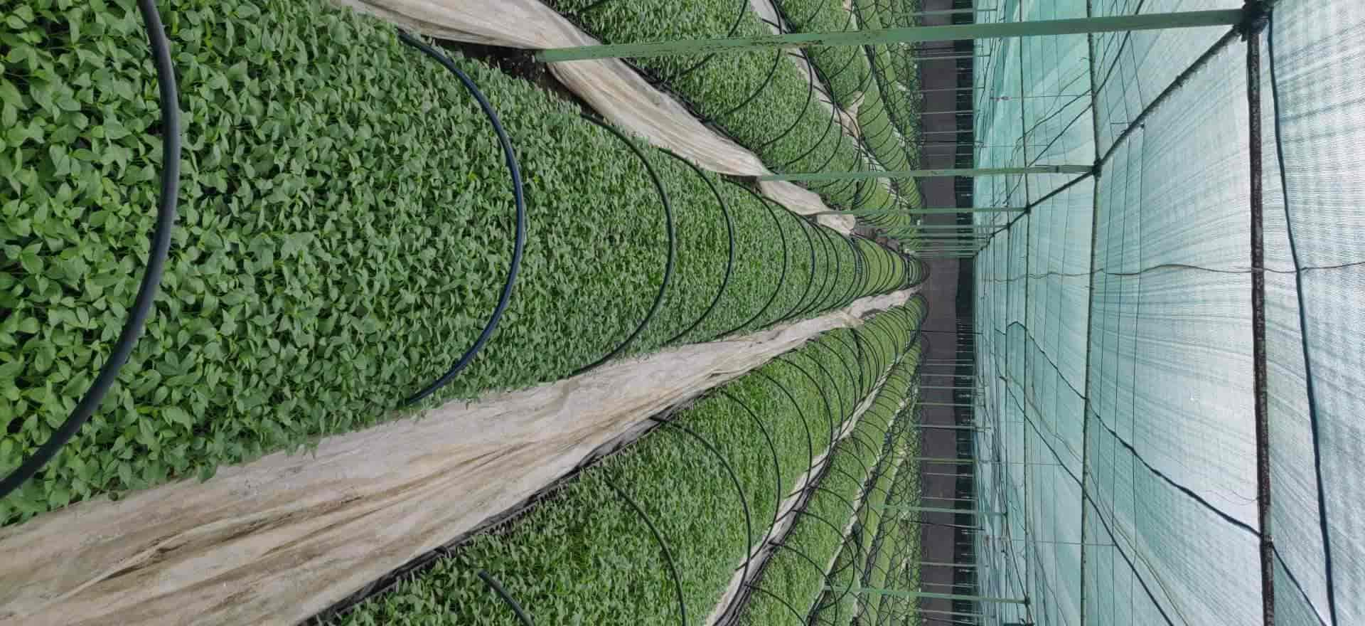 Top Plant Nurseries in Rajupalem,Guntur Best Government Plant