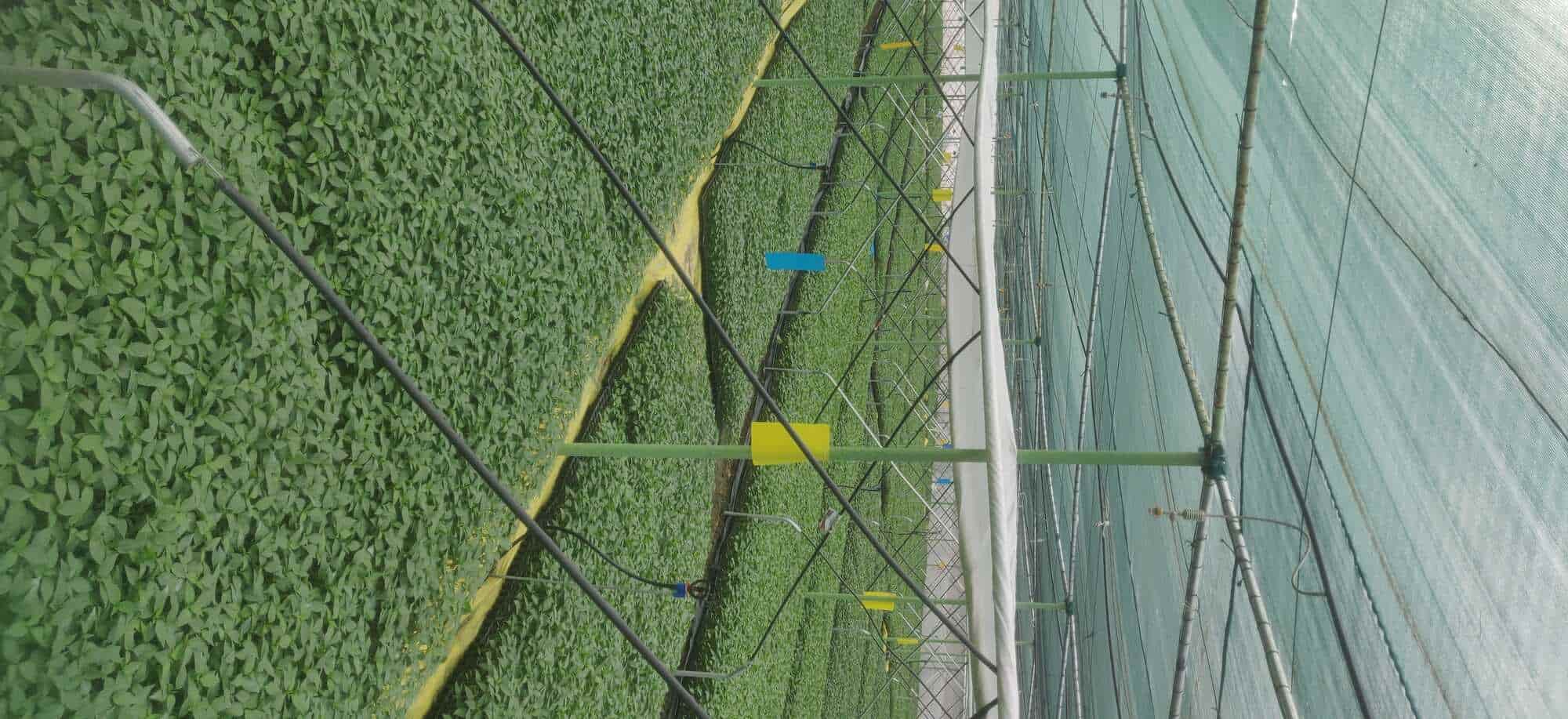 Top Plant Nurseries in Rajupalem,Guntur Best Government Plant Nurseries near me Justdial