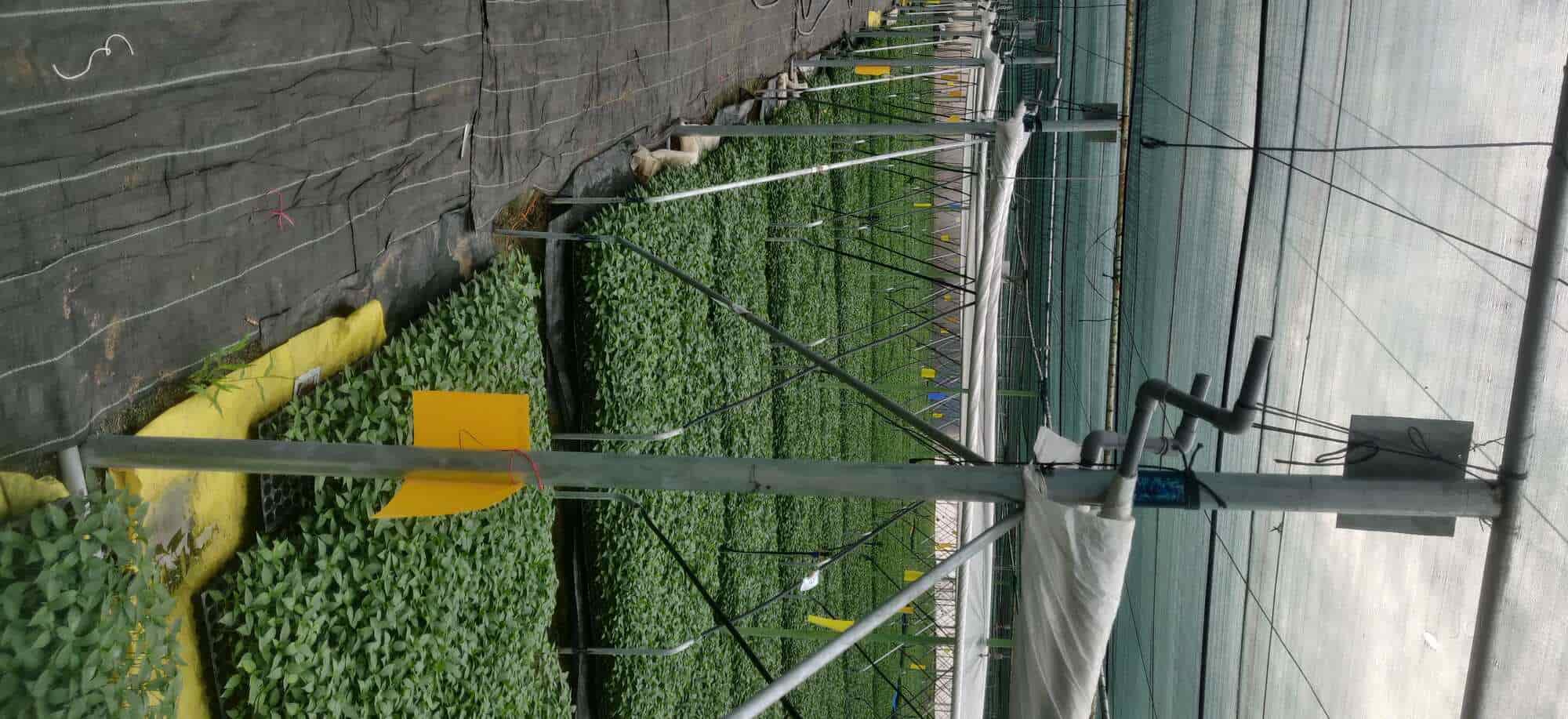 Top Plant Nurseries in Rajupalem,Guntur Best Government Plant Nurseries near me Justdial