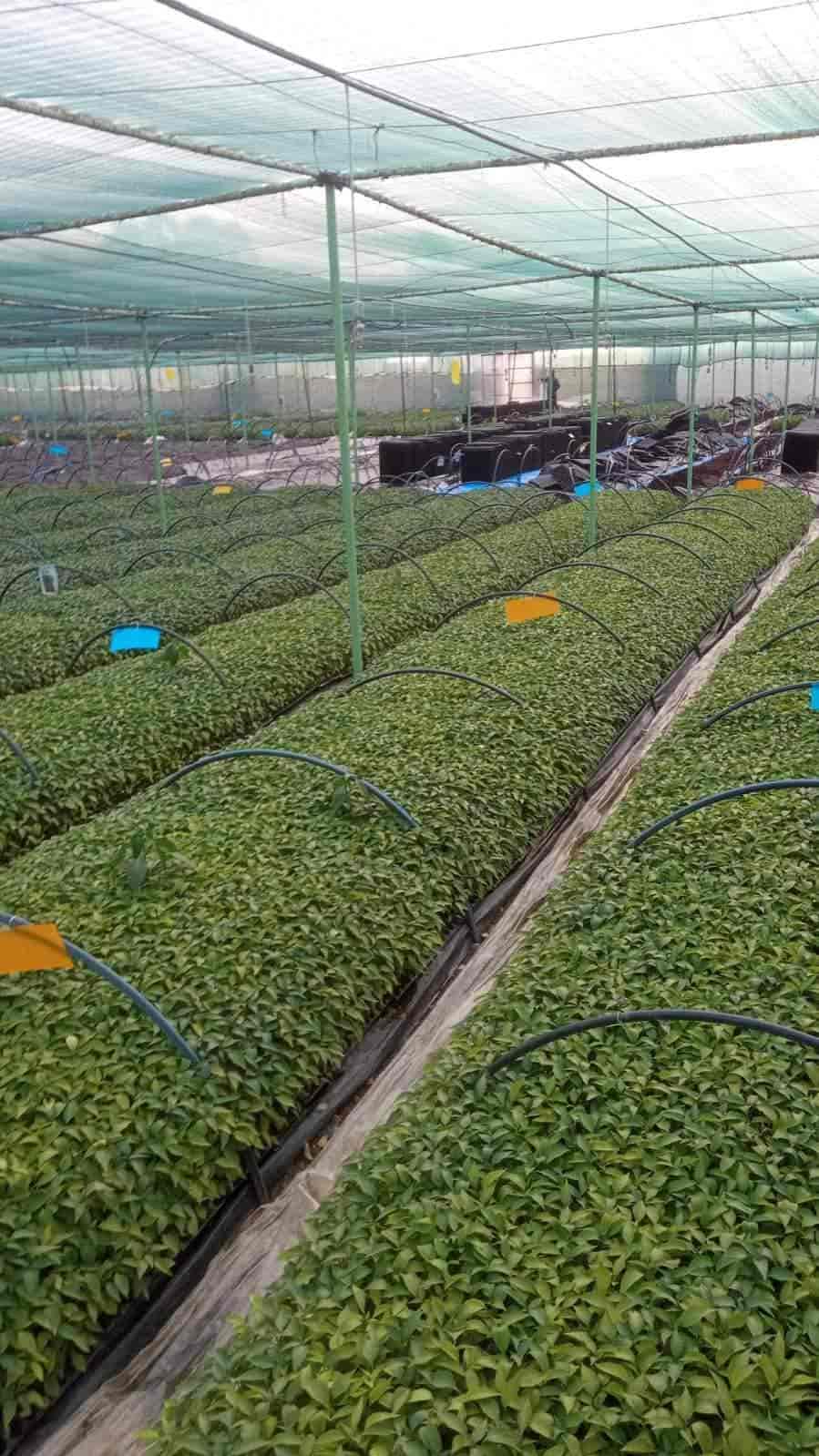Top Plant Nurseries in Rajupalem,Guntur Best Government Plant Nurseries near me Justdial