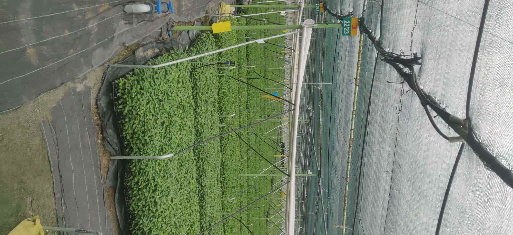 Top Plant Nurseries in Rajupalem,Guntur Best Government Plant Nurseries near me Justdial