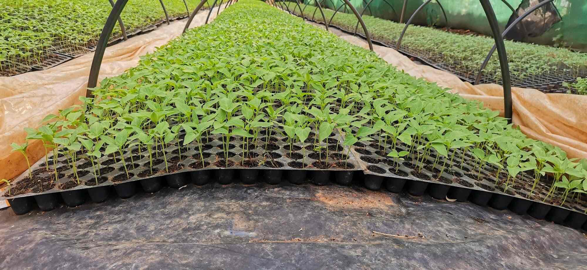 Top Plant Nurseries in Rajupalem,Guntur Best Government Plant Nurseries near me Justdial