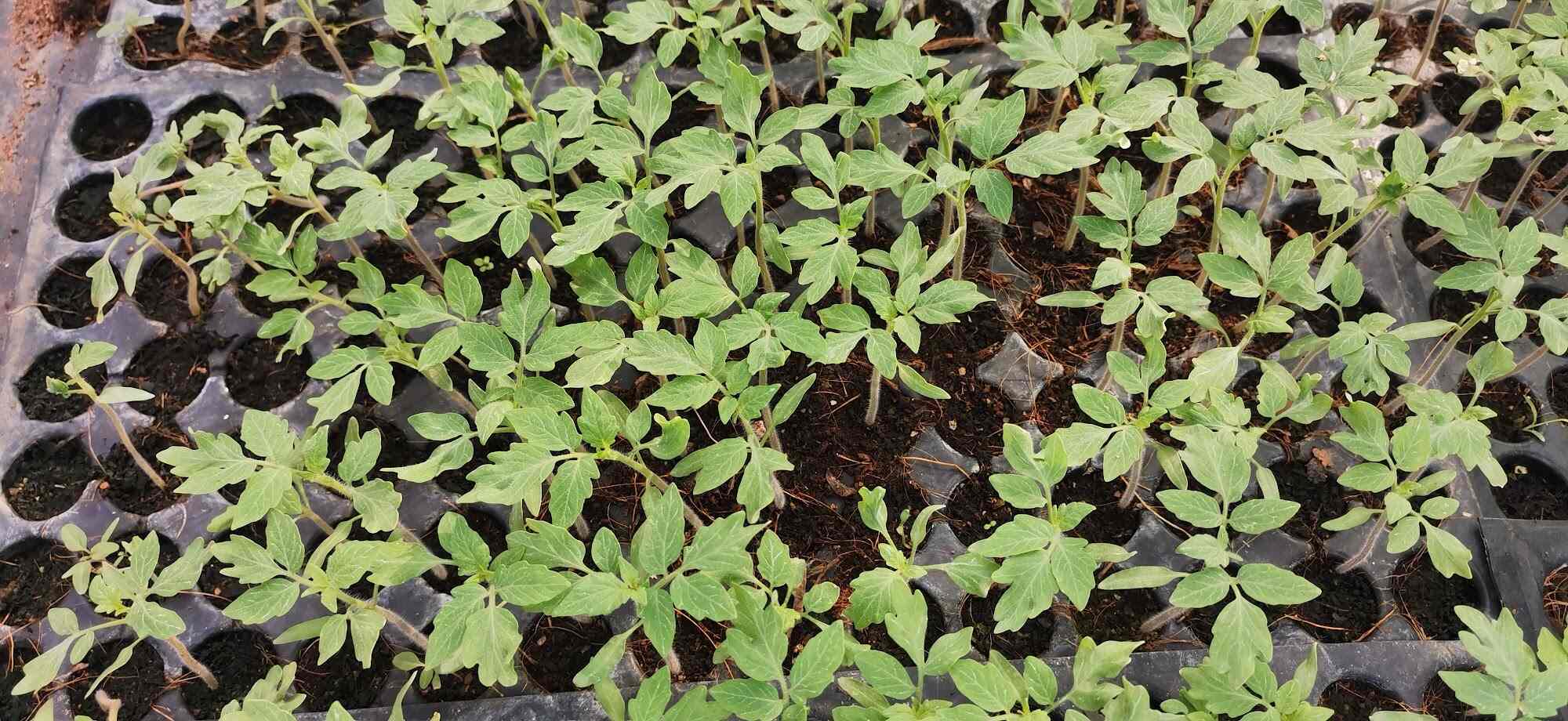 Top Plant Nurseries in Rajupalem,Guntur Best Government Plant Nurseries near me Justdial