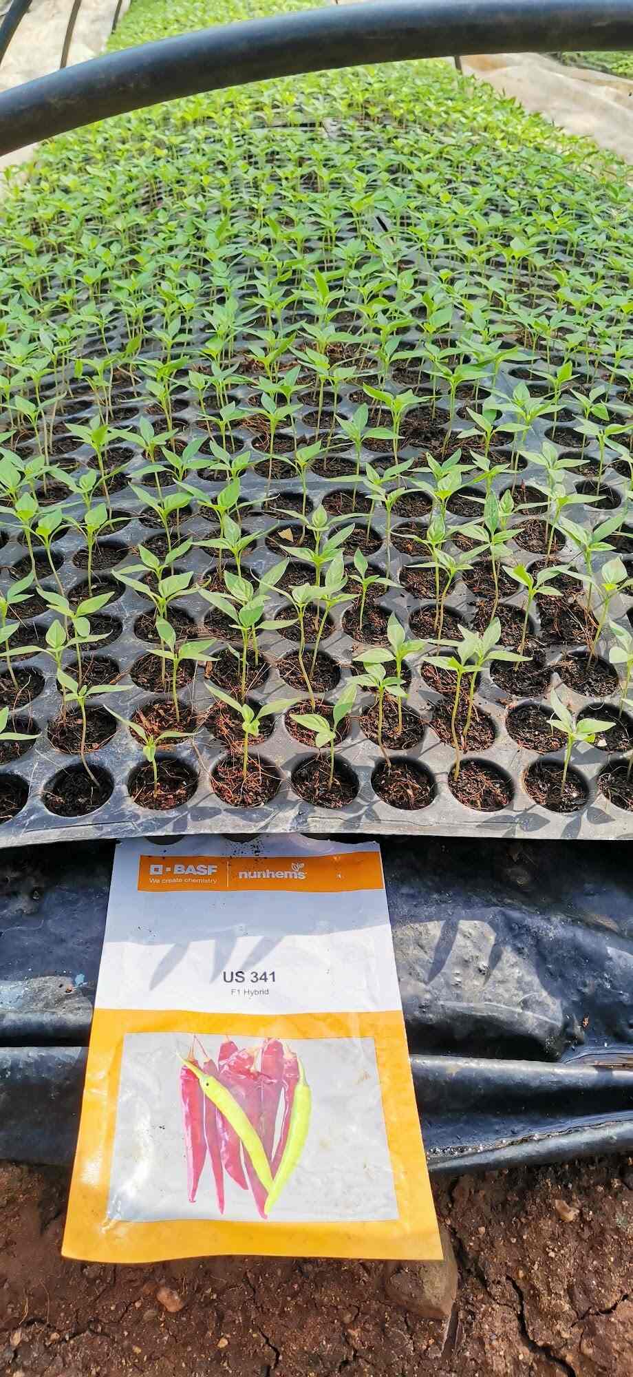 Top Plant Nurseries in Rajupalem,Guntur Best Government Plant Nurseries near me Justdial