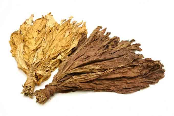 guntur tobacco Top Tobacco Exporters in Guntur near me