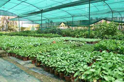 Top 50 Plant Nurseries In Mg Road Best Nursery Plant Suppliers Delhi Justdial