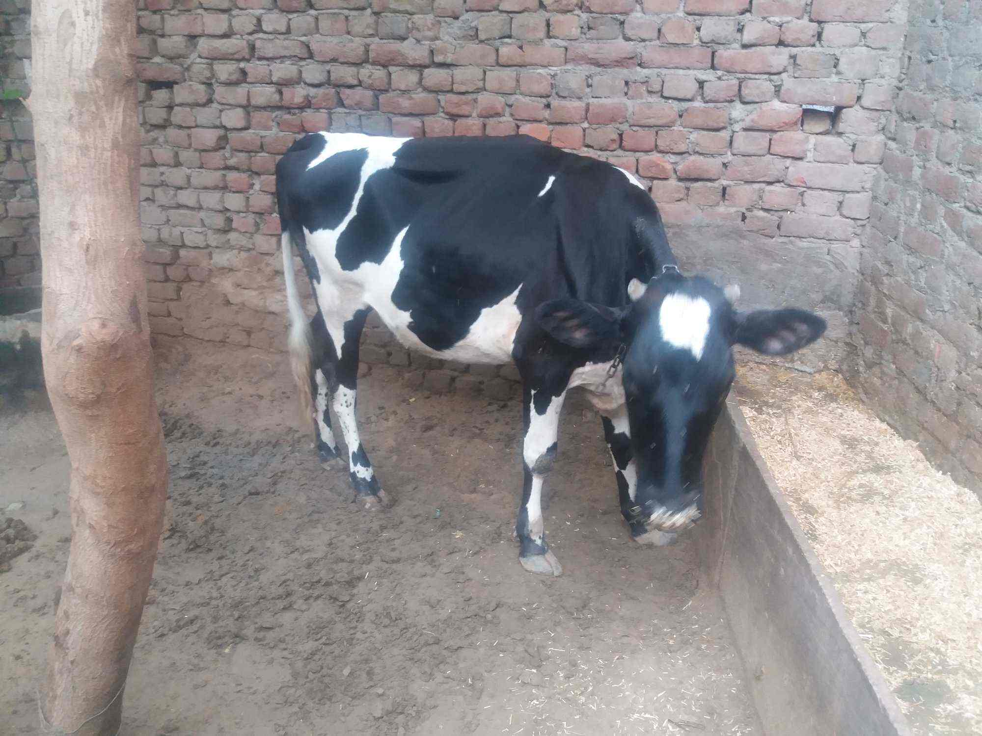 Top Pet Shops For Conure Parrot in Gurgaon Best Pet Stores For Conure Parrot Delhi near me