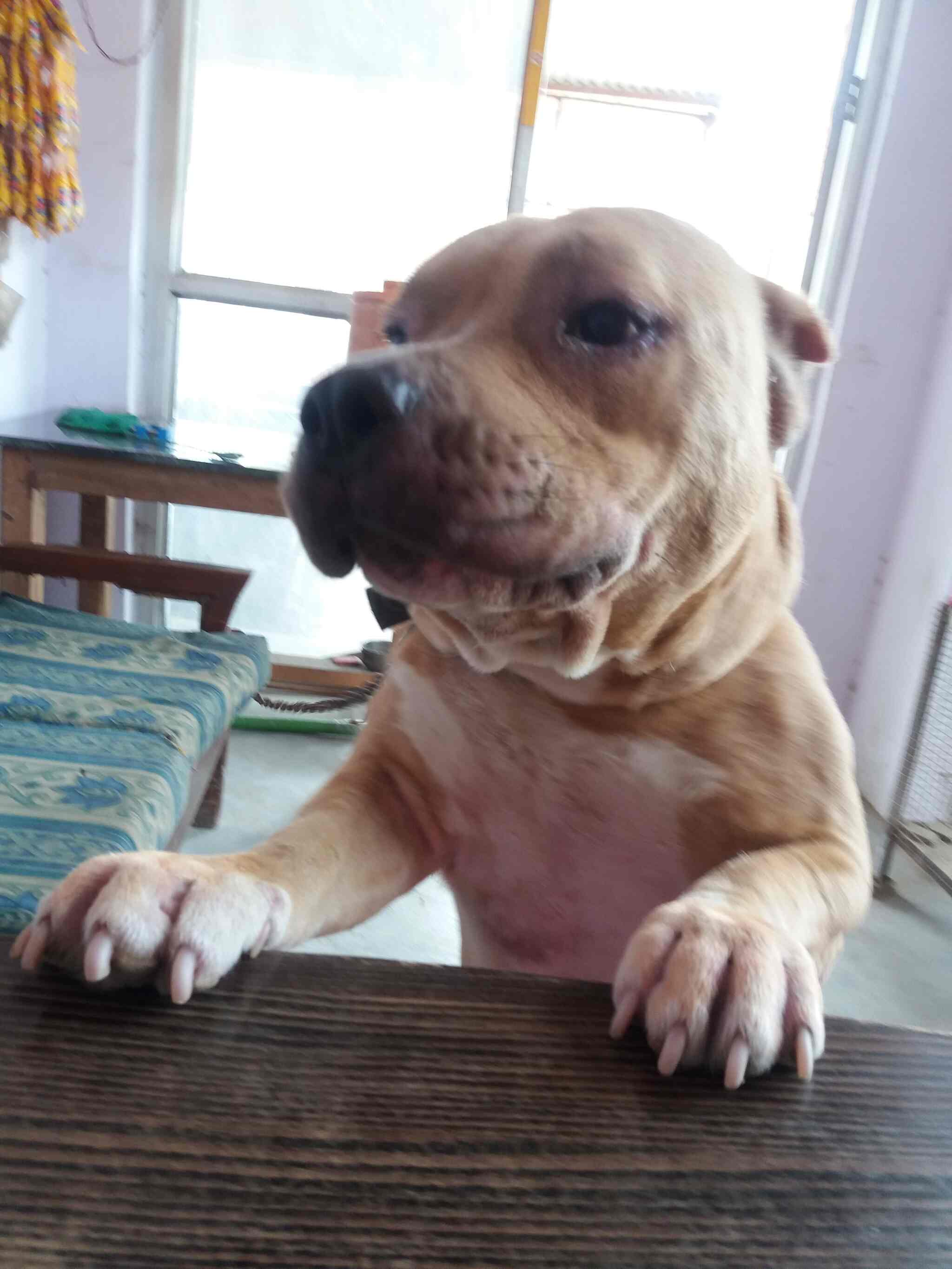 Top Pet Shops For Conure Parrot in Gurgaon Best Pet Stores For Conure Parrot Delhi near me