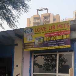 Top 100 Pet Shops For Pomeranian Dog In Gurgaon Best Pet Shops For Pomerian Dogs Delhi Justdial