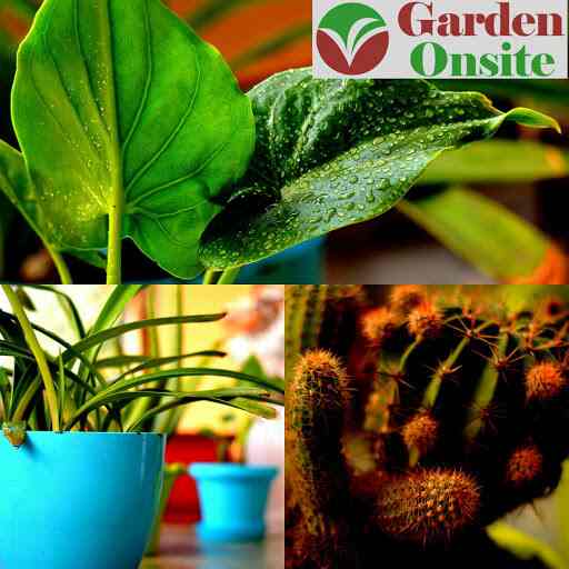 Top Plant Nurseries in Sohna Road,Gurgaon Best Government Plant