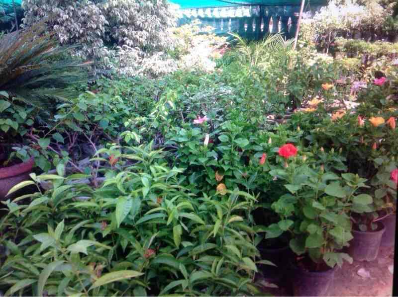 Pragati Nursery, Gurgaon Sector 57 Plant Nurseries in Gurgaon, Delhi