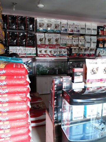 Top 100 Pet Shops For Pomeranian Dog In Gurgaon Best Pet Shops For Pomerian Dogs Delhi Justdial
