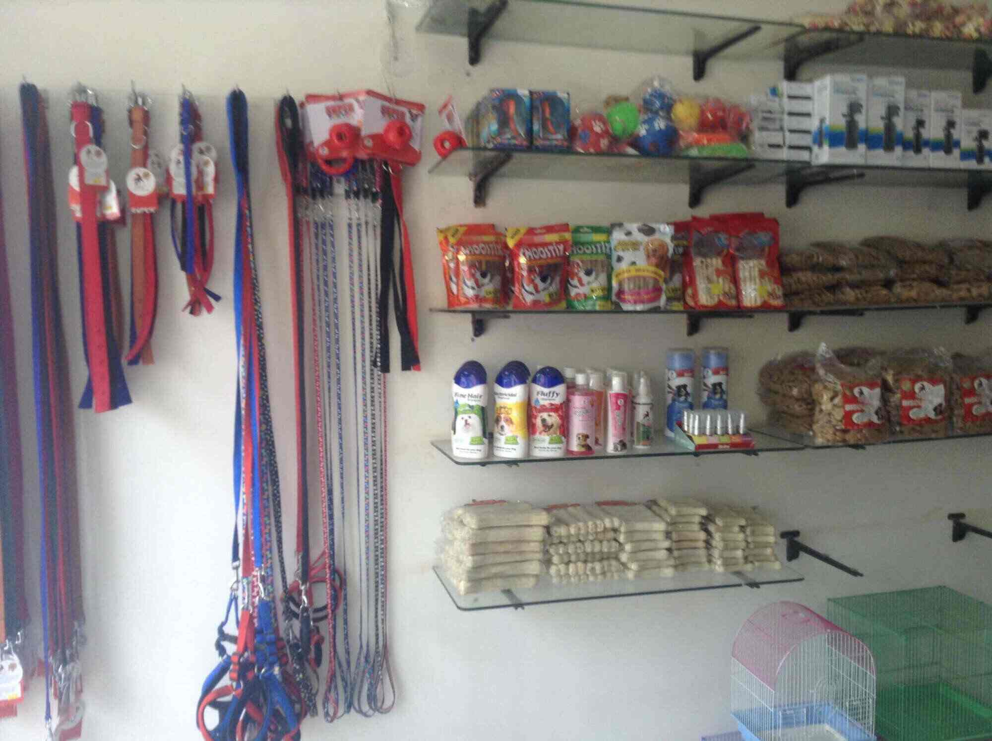Forest Pet Shop, Gurgaon Sector 15 Part 1 Pet Shops For Dog in