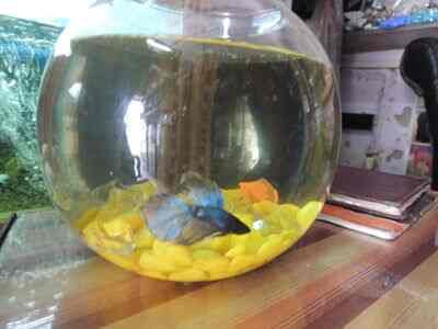 OM FISH POINT in Gurgaon Sector 5,Delhi - Best Pet Shops in Delhi ...