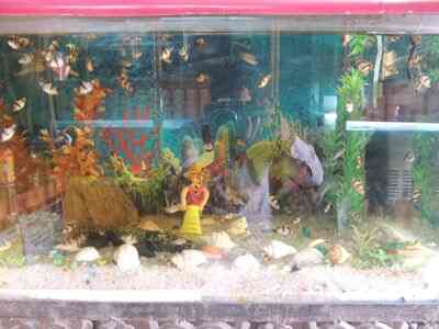 OM FISH POINT in Gurgaon Sector 5,Delhi - Best Pet Shops in Delhi ...