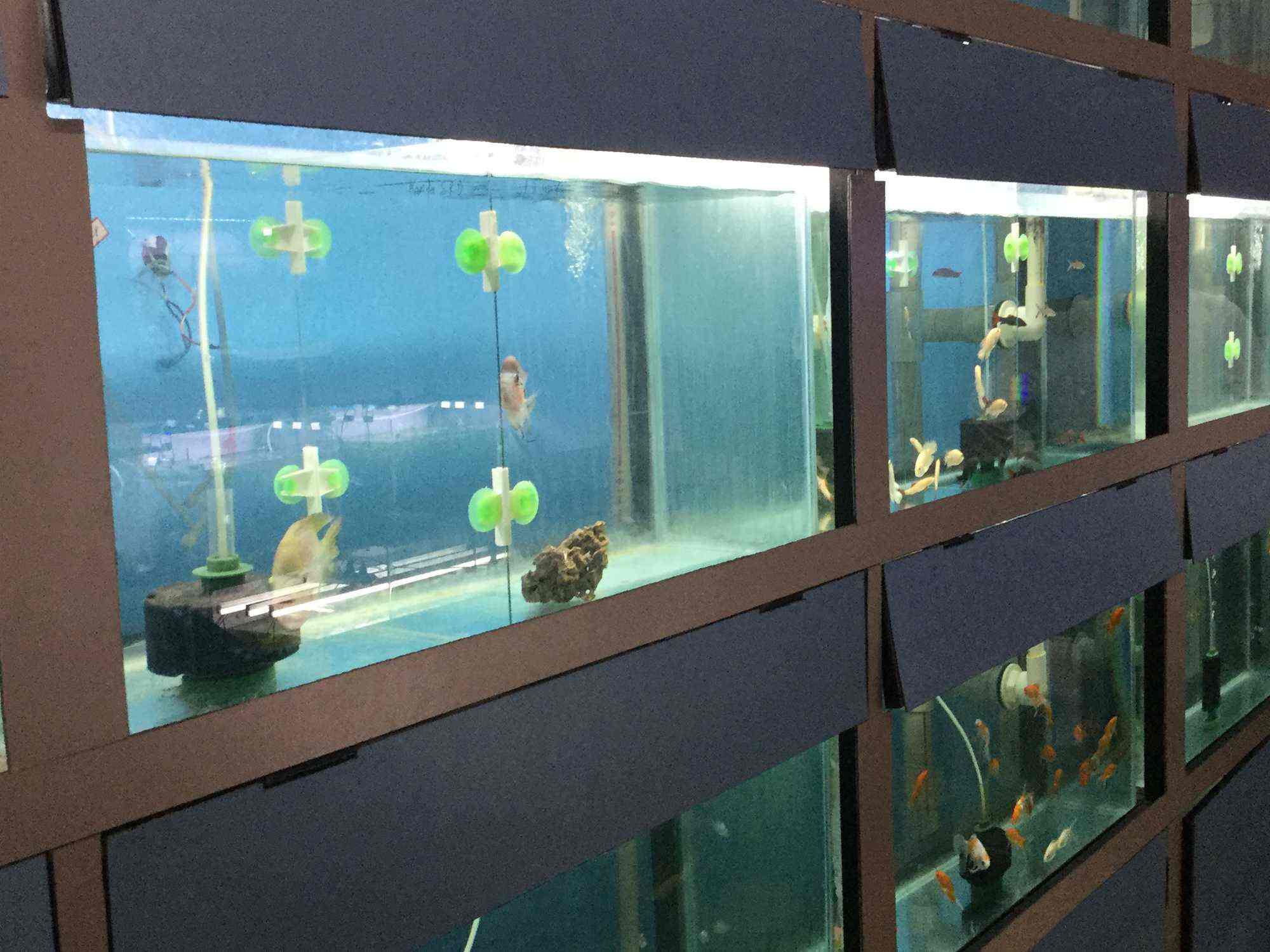 Top Aquarium Consultants in Agra एक्वेरियम कंसल्टेंट्स, आगरा near me
