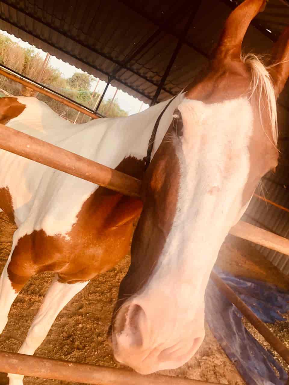 Gurgaon Horse Club in Gurgaon Sector 57,Delhi Best Horse Riding