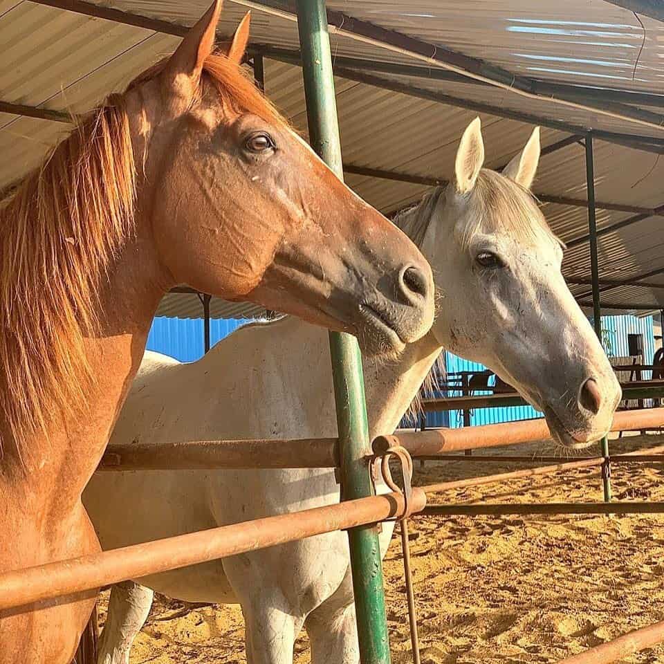 Gurgaon Horse Club in Gurgaon Sector 57,Delhi Best Horse Riding