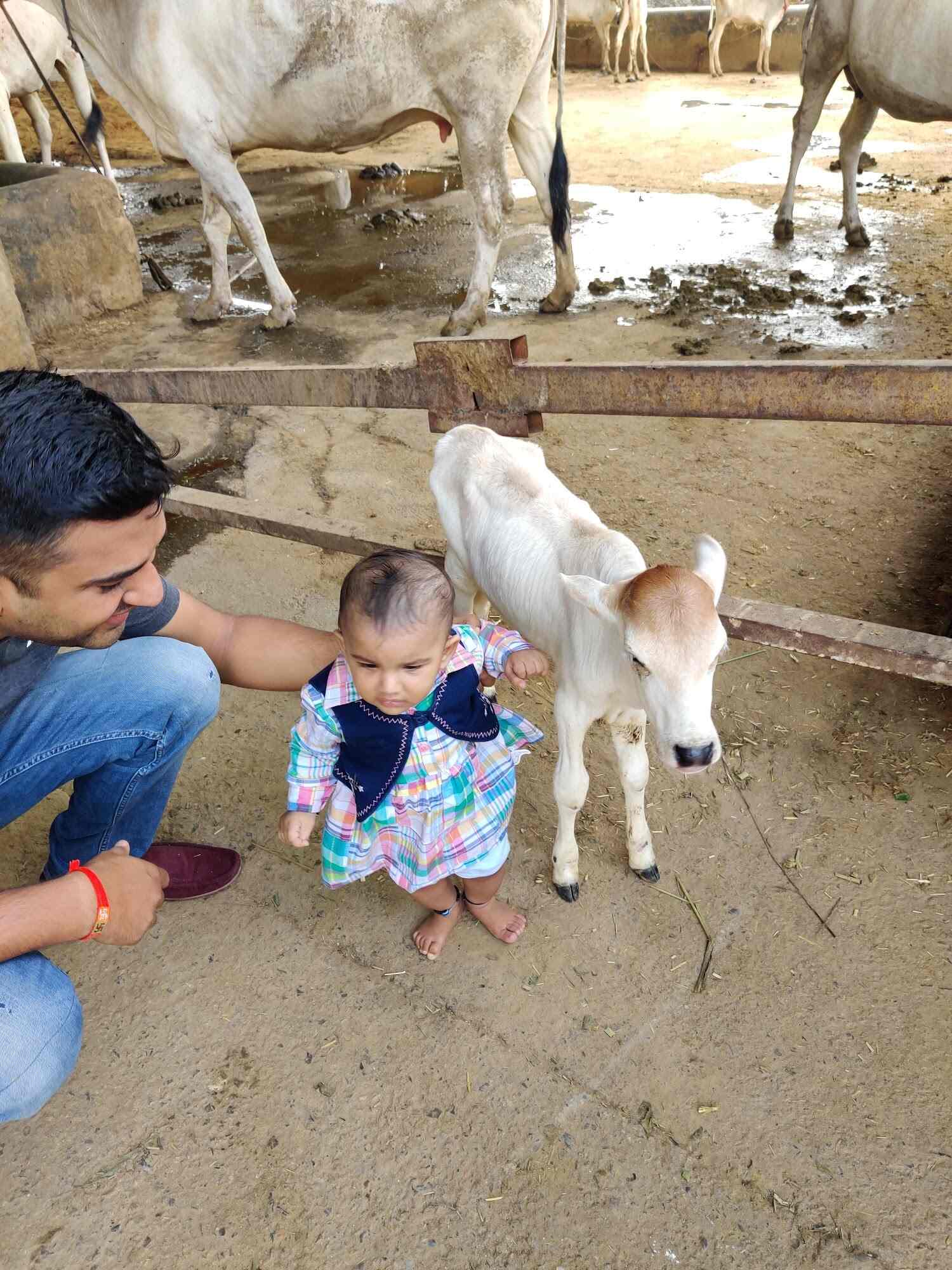 Top Animal Shelters in Gurgaon - Best Shelter Animal Delhi - Justdial Top Animal Shelters in Gurgaon - Best Shelter Animal Delhi - Justdial