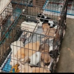 Cartimar dogs for sale sales
