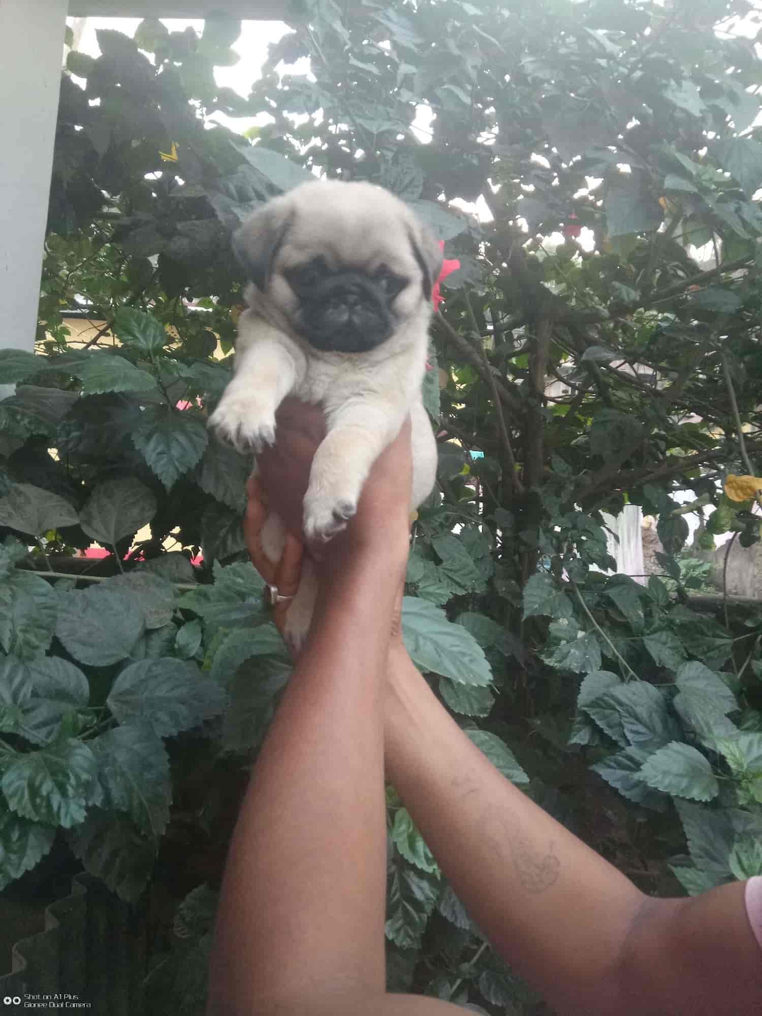 Mazumder Pet House in AT Road,Guwahati Best Pet Shops in Guwahati