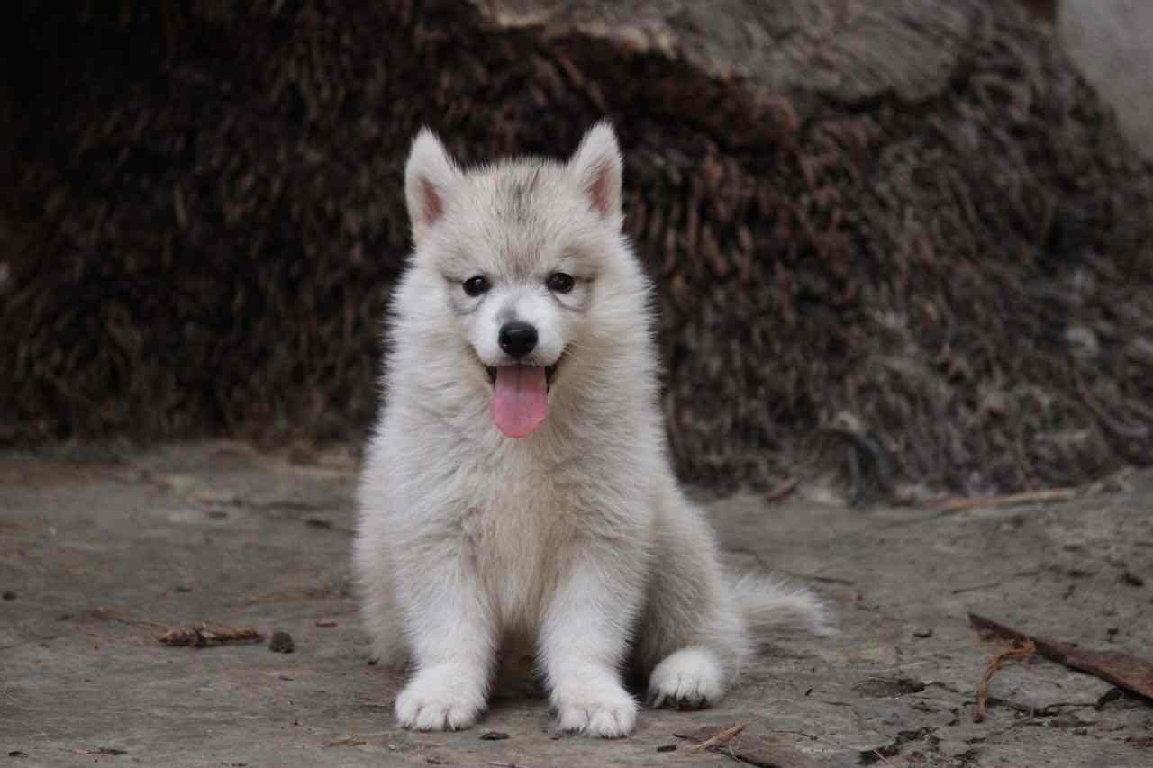 Mazumder Pet House in AT Road,Guwahati Best Pet Shops in Guwahati