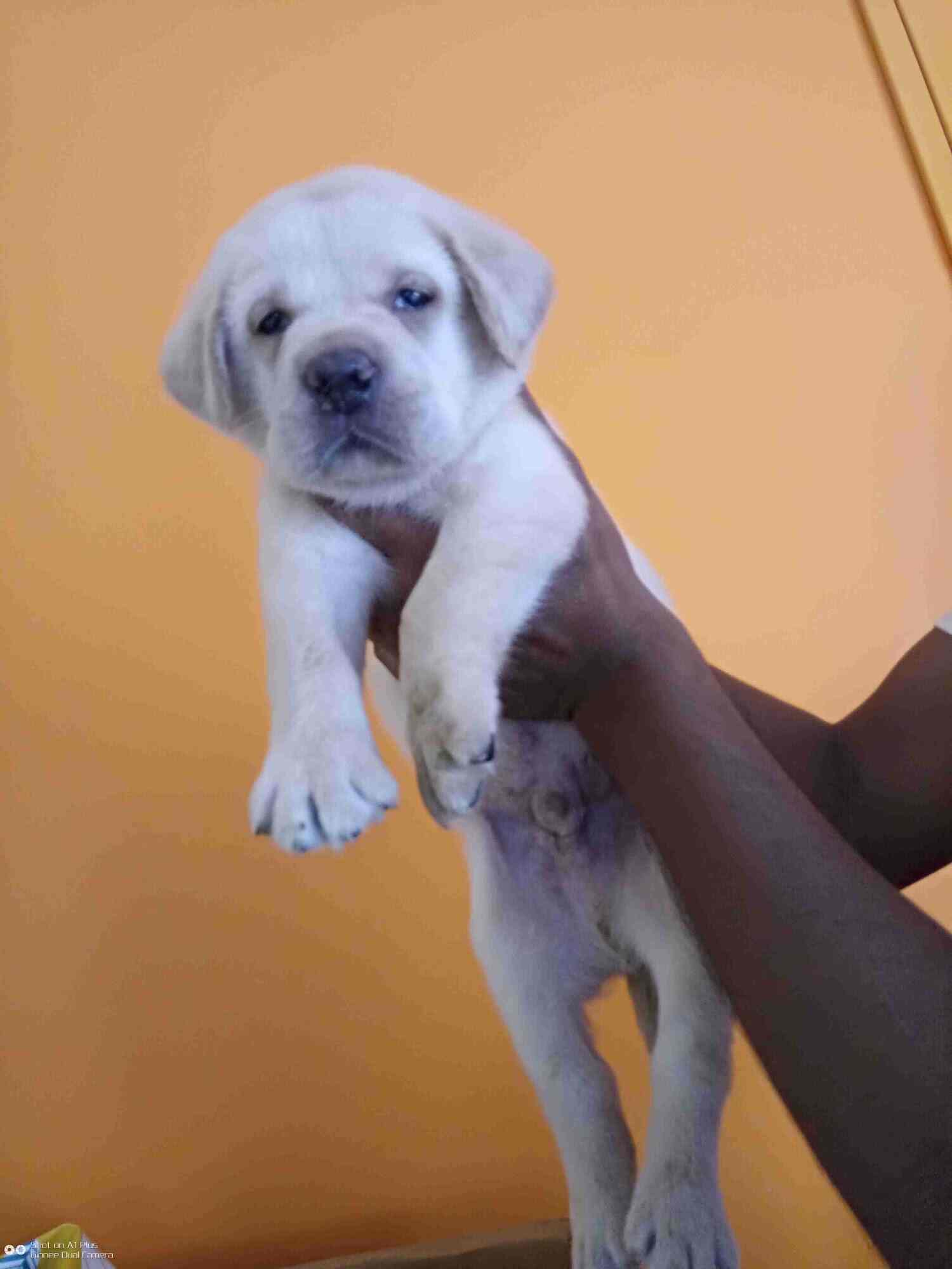 Mazumder Pet House in AT Road,Guwahati Best Pet Shops in Guwahati