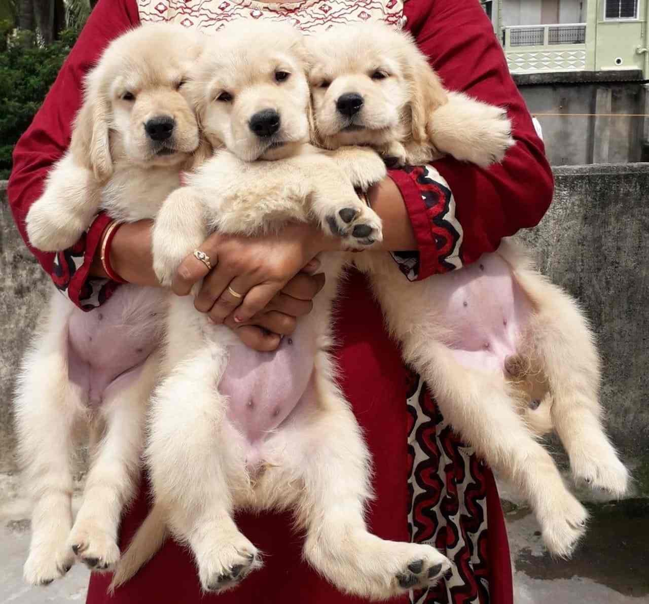 Mazumder Pet House in AT Road,Guwahati Best Pet Shops in Guwahati