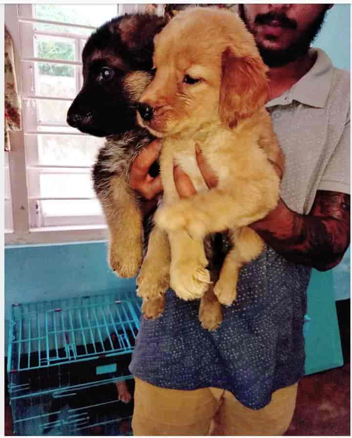 german shepherd dog price in ghy