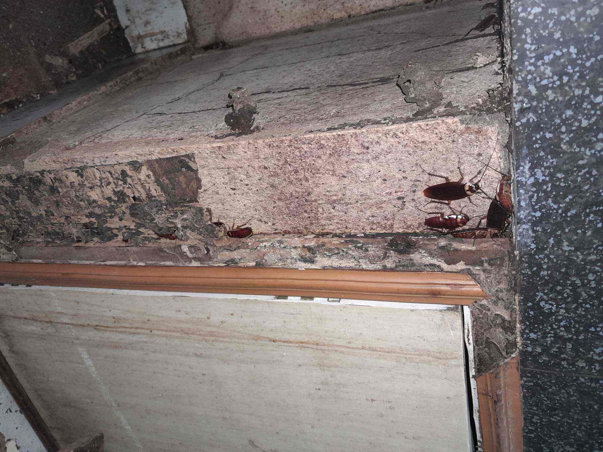 Top Pest Control Services in Guwahati Best Residential Pest Control