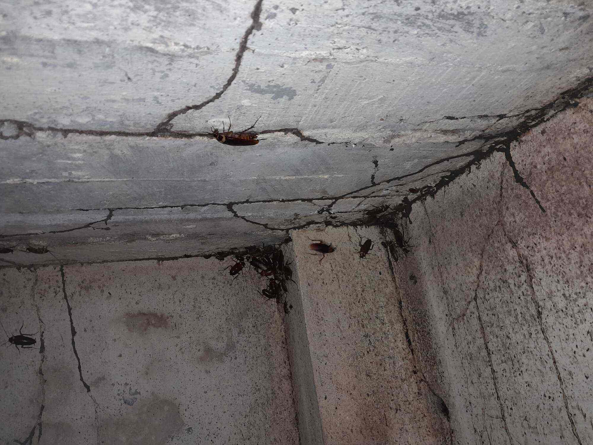 Pest Control Guwahati Price at Mary Shipley blog